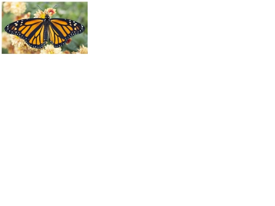 Butterfly screenshot