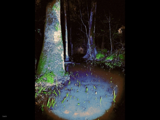 swamp screenshot
