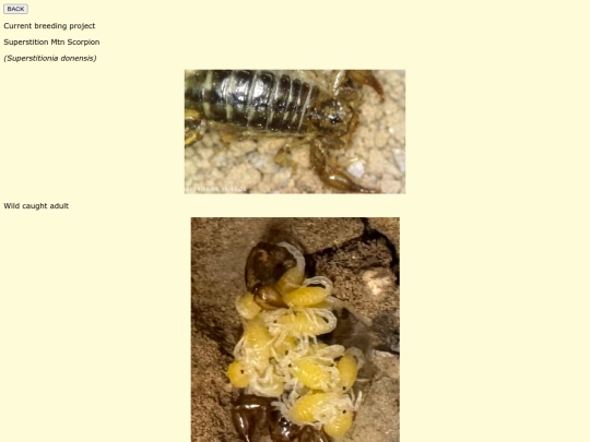 Scorp screenshot