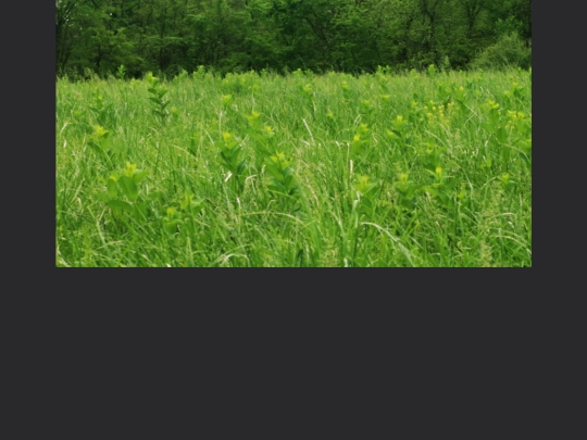 zerotv/test_pages/loop1 screenshot