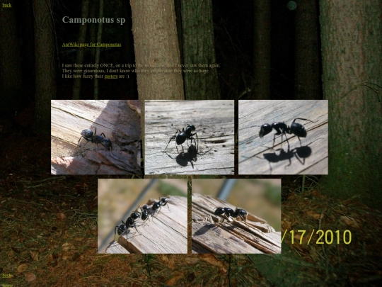 ants/Camponotus screenshot