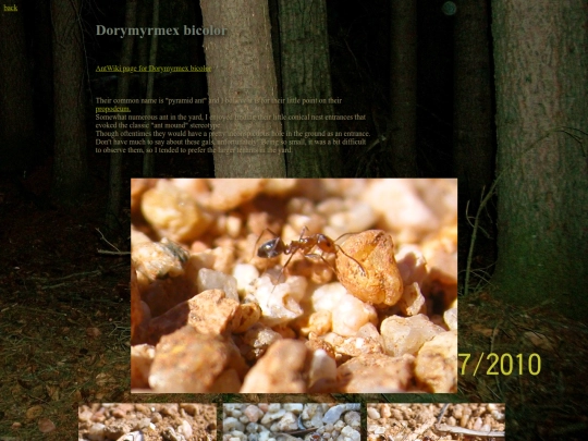 ants/Dorymyrmexbicolor screenshot