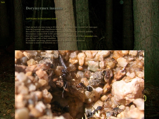 ants/Dorymyrmexinsanus screenshot