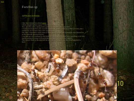 ants/Forelius screenshot