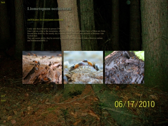 ants/Liometopumoccidentale screenshot