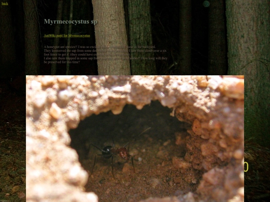 ants/Myrmecocystus screenshot