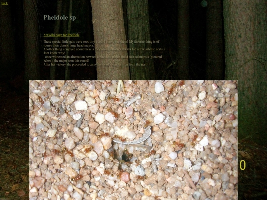 ants/Pheidole screenshot