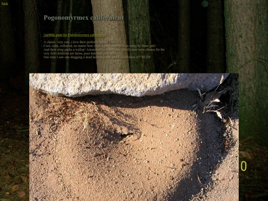 ants/Pogonomyrmexcalifornicus screenshot