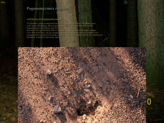 ants/Pogonomyrmexrugosus screenshot