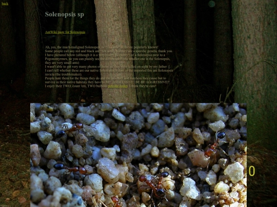 ants/Solenopsis screenshot