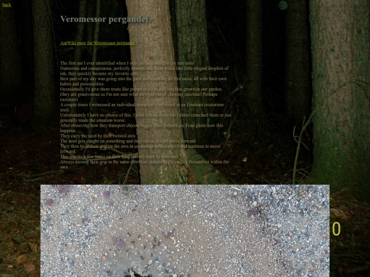 ants/veromessorpergandei screenshot