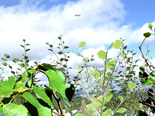 nature screenshot
