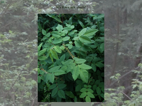 nature/rosaacicularis screenshot