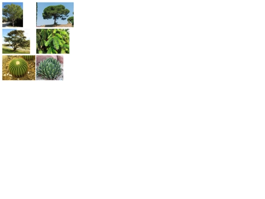 ejercicios/proyectofinal/floraamerica screenshot