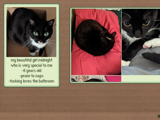 cats/midnight screenshot