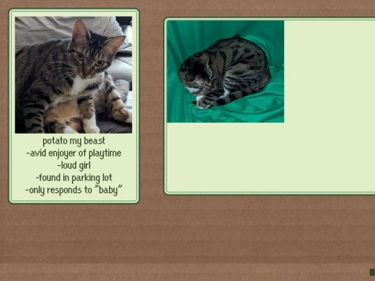cats/potato screenshot