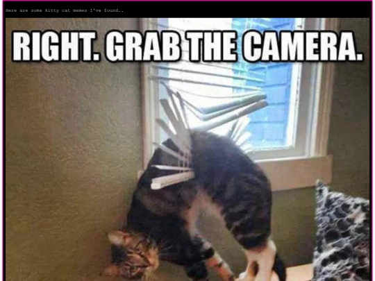 lolcats screenshot