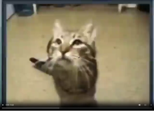meow screenshot