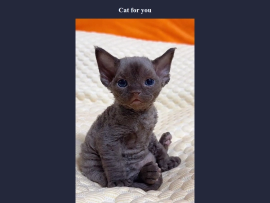cats screenshot