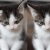 David's cat fueled website avatar