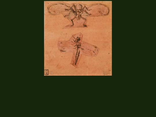 insekts screenshot