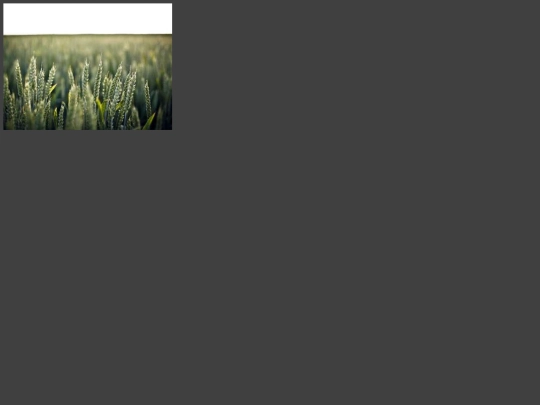 distorter screenshot