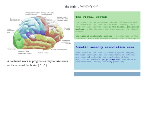 brain screenshot