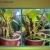 houseplant-summercamp.neocities.org avatar