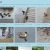 housefinch.neocities.org avatar