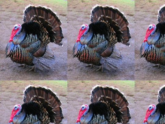background_a screenshot