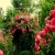 yves-garden.neocities.org avatar