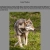 Grey Wolves avatar