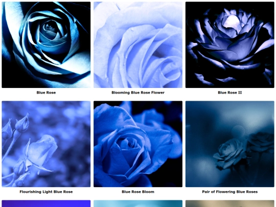 blueroses screenshot