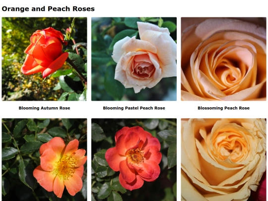 orangepeachroses screenshot