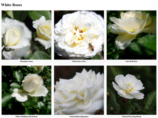 whiteroses screenshot