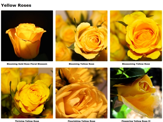 yellowroses screenshot