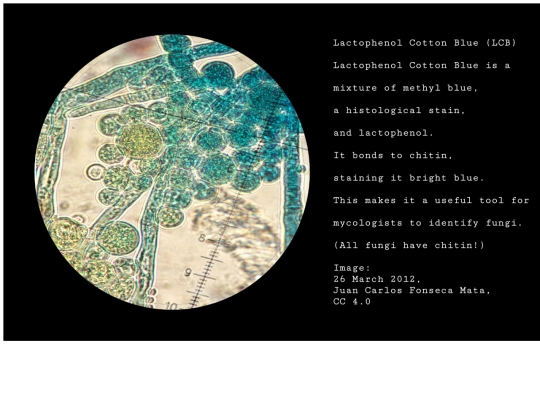 microscope screenshot
