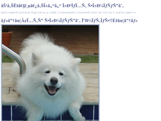 samoyed screenshot