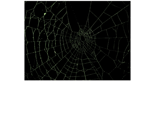 wEBpAGE screenshot