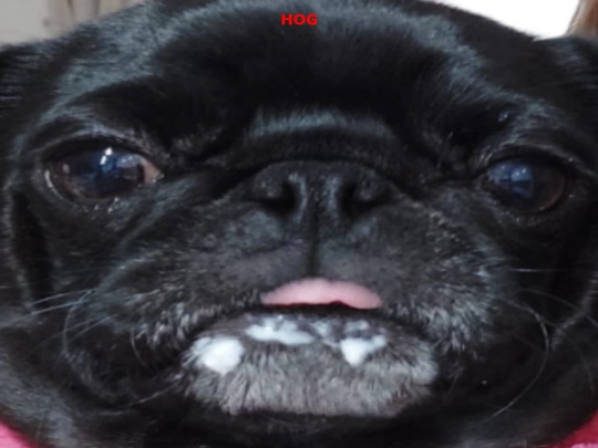 hog screenshot