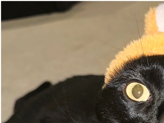cat screenshot