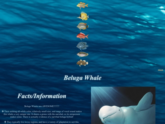 fishdirectory/whales and sharks/belugawhale screenshot