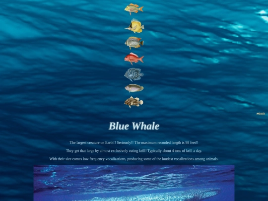fishdirectory/whales and sharks/bluewhale screenshot