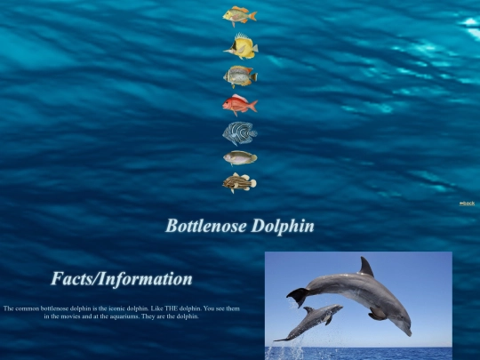 fishdirectory/whales and sharks/bottlenosedolphin screenshot