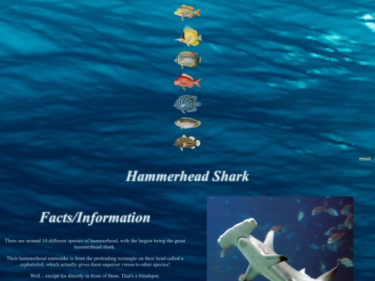 fishdirectory/whales and sharks/hammerheadshark screenshot
