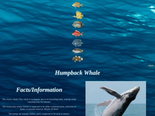 fishdirectory/whales and sharks/humpbackwhale screenshot