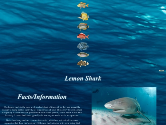fishdirectory/whales and sharks/lemonshark screenshot