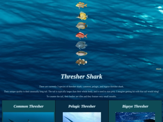 fishdirectory/whales and sharks/threshershark screenshot