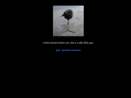 bird screenshot
