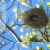 pidge's nest | home avatar